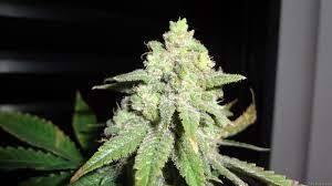 Cannabis white-widow